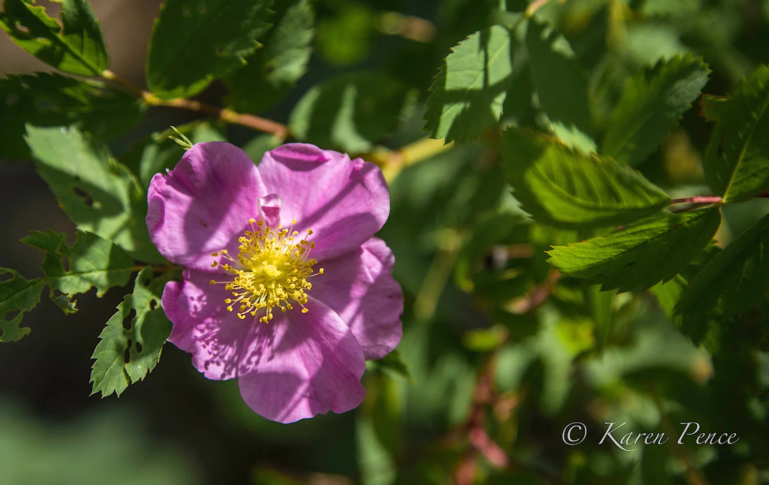 Wonderful wildflowers in the area.