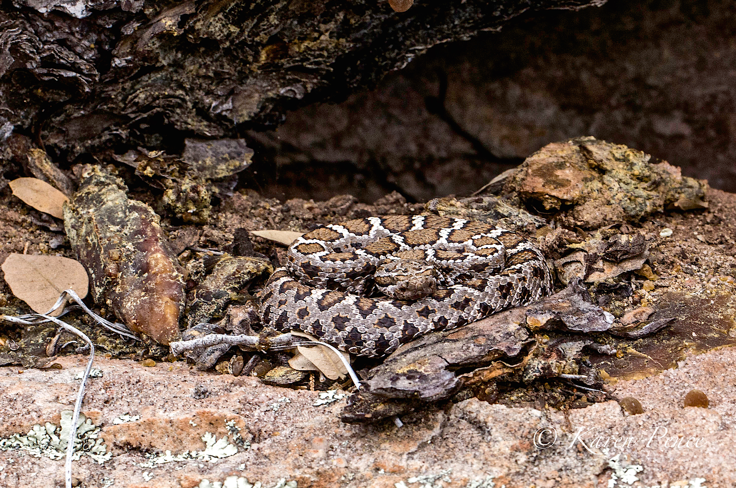 This is not the first time that Karen has stirred a rattlesnake on a hike! As we carelessly trounced around in deep underbrush we managed to avoid one of these. We think of rattlesnakes as being desert dwellers, not in lush green vegetation. Beware as you hike up north this summer.