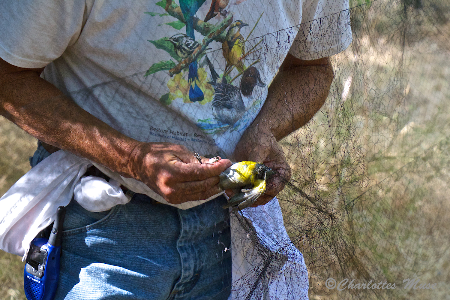 The trapped birds are carefully removed by trained volunteers and place into bags to be transported to a table where they are examined and, if not already banded, they are banded.