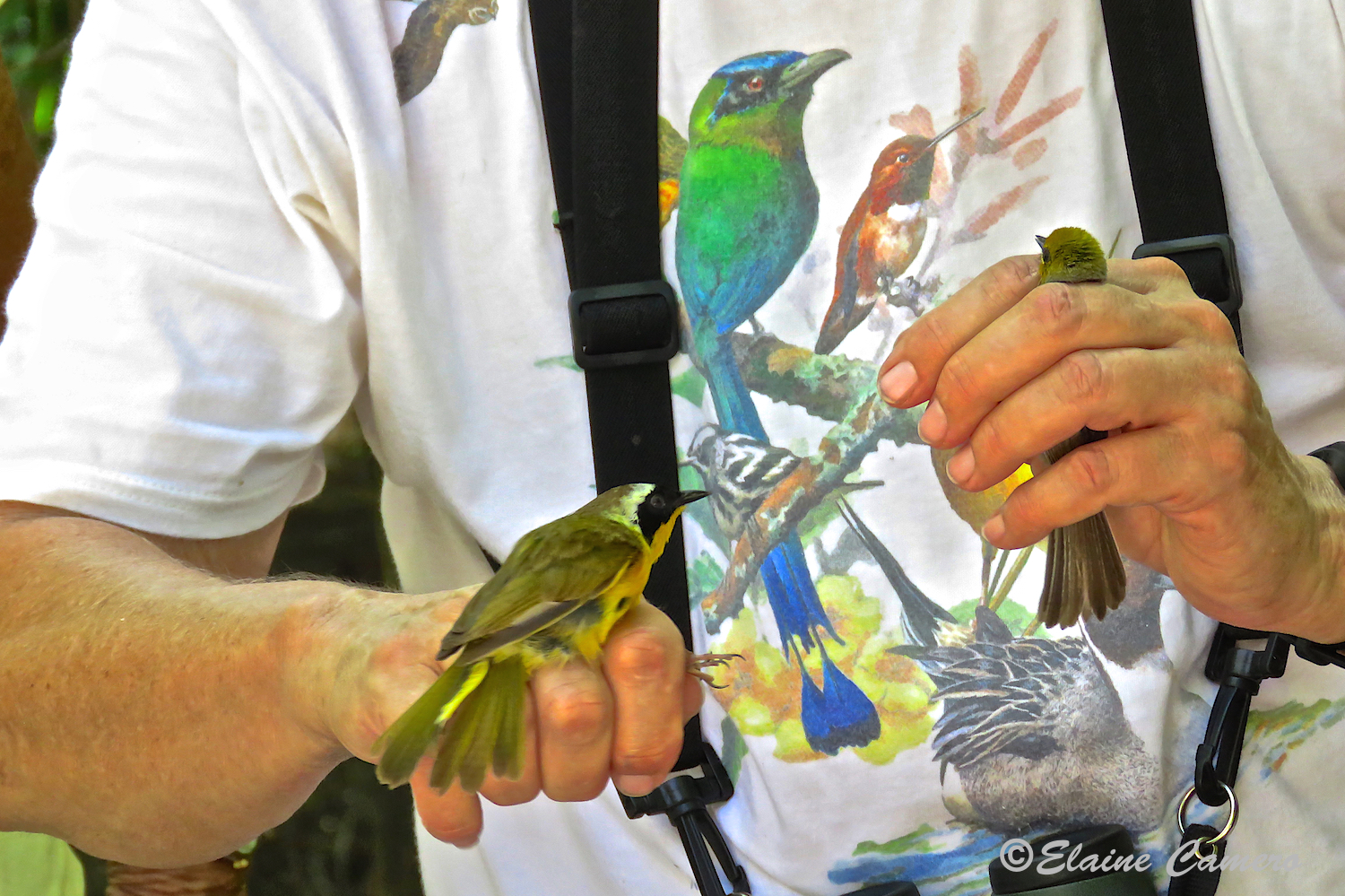 These are two ways the birds can be held to control them, but not hurt them. Surely there is some stress to them, but the whole process is quick and gentle.