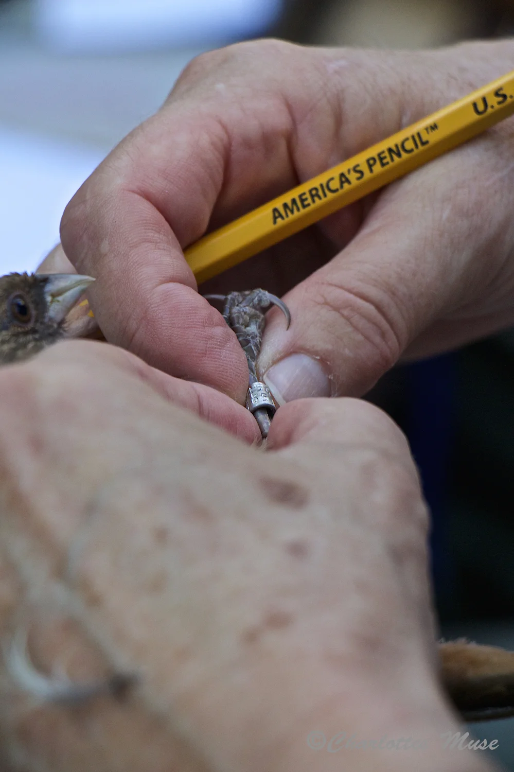 If the bird is already banded its information is recorded. This data provides some insight into the bird population of the area.