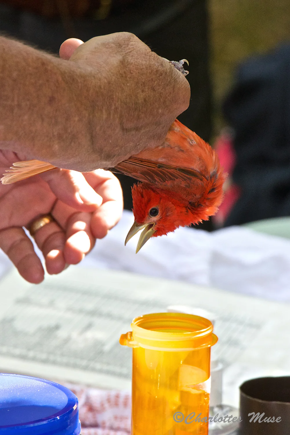 Birds are carefully placed, head down, into a small container and then weighed.