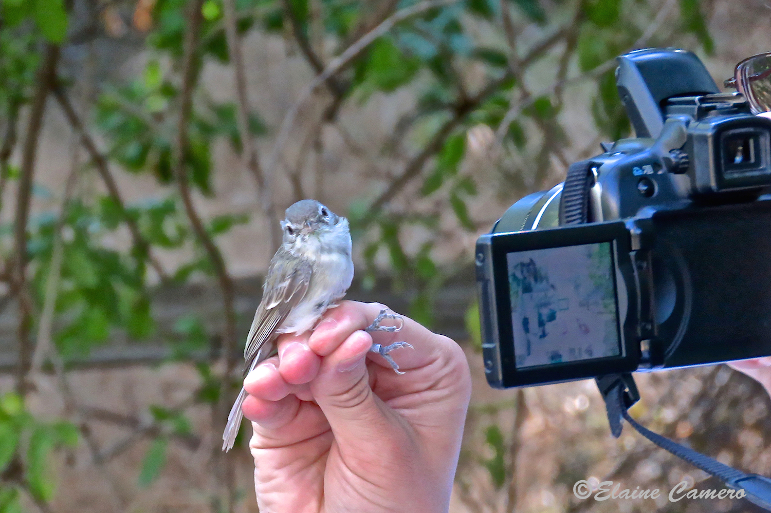 A mug shot of each bird is taken before they are released.