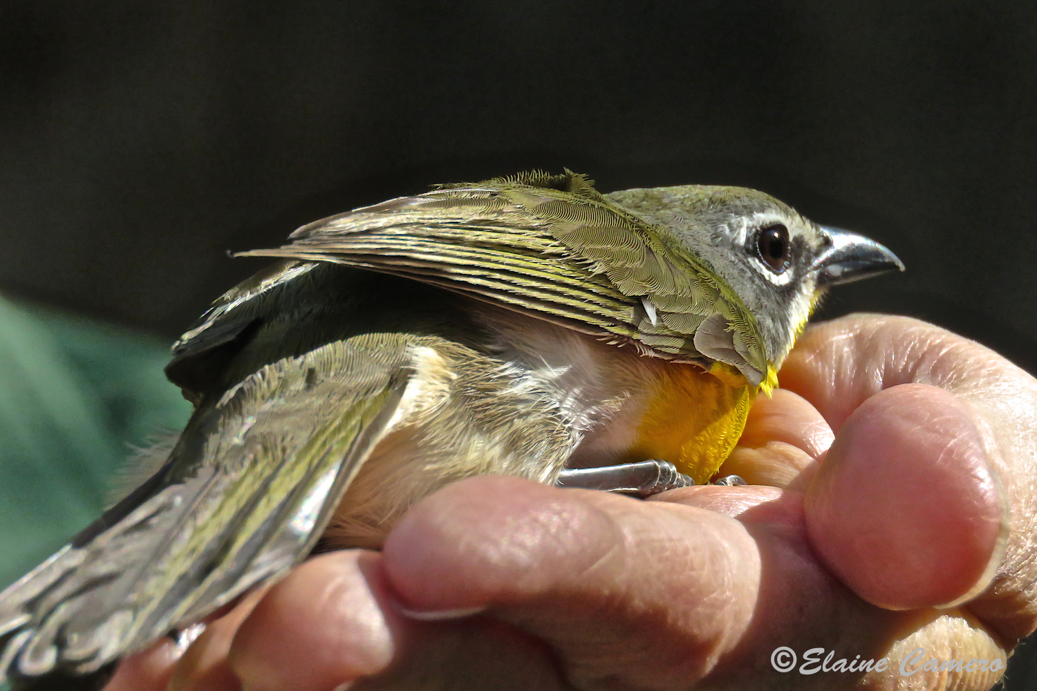 Some birds become quite calm following their evaluation and may spend several seconds in the palm of a hand.