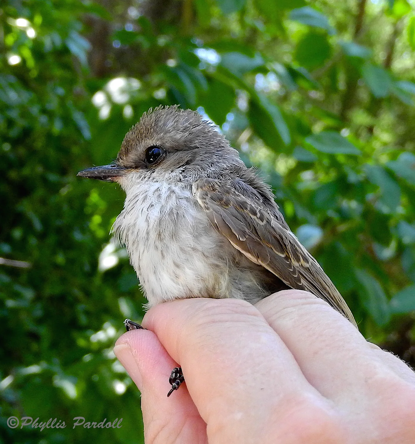 Vermillion flycatcher young female