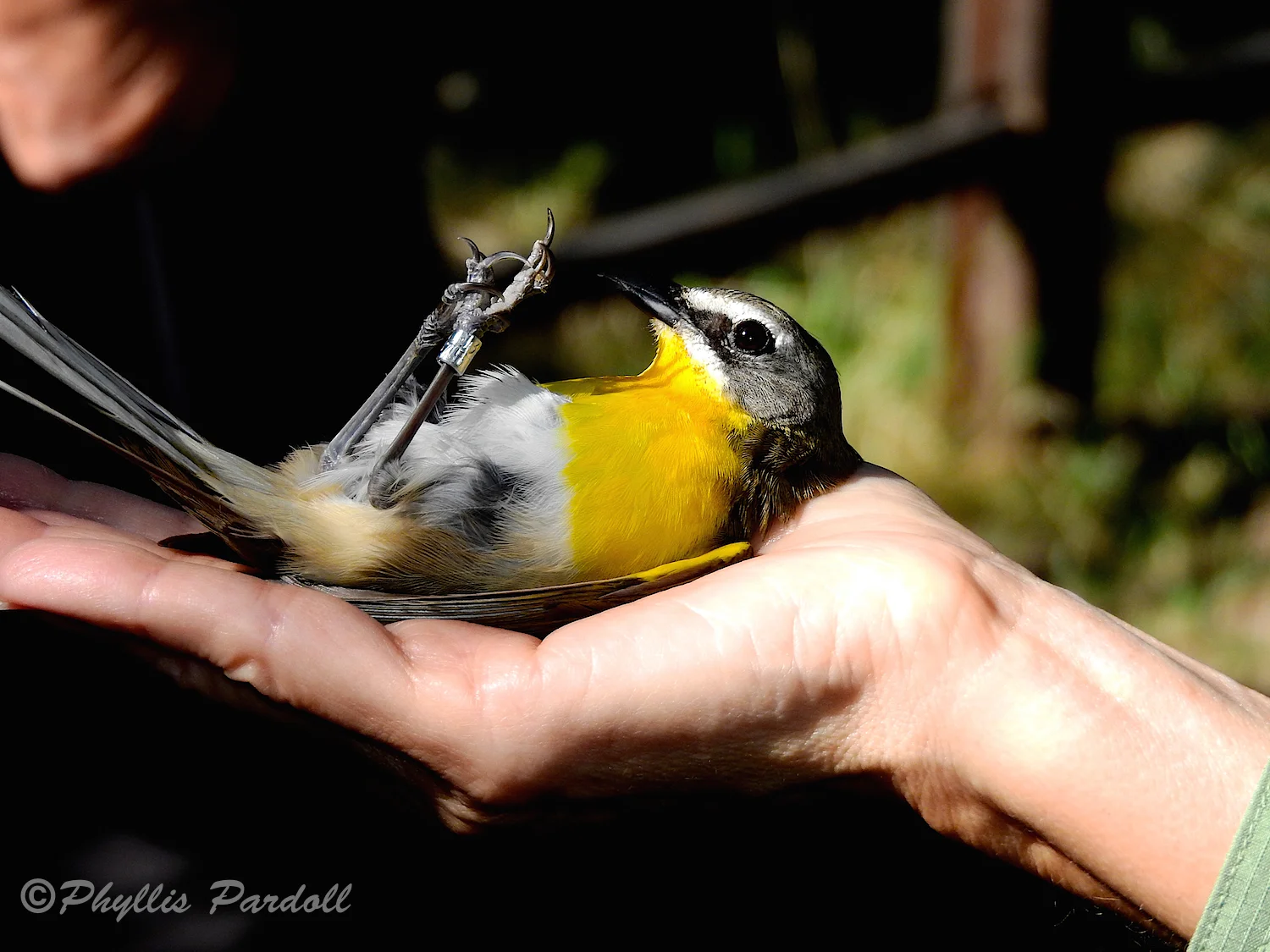 If a bird is placed on its back it will sit quietly. To release it is gently turned over onto the other hand. After just second it will fly away.