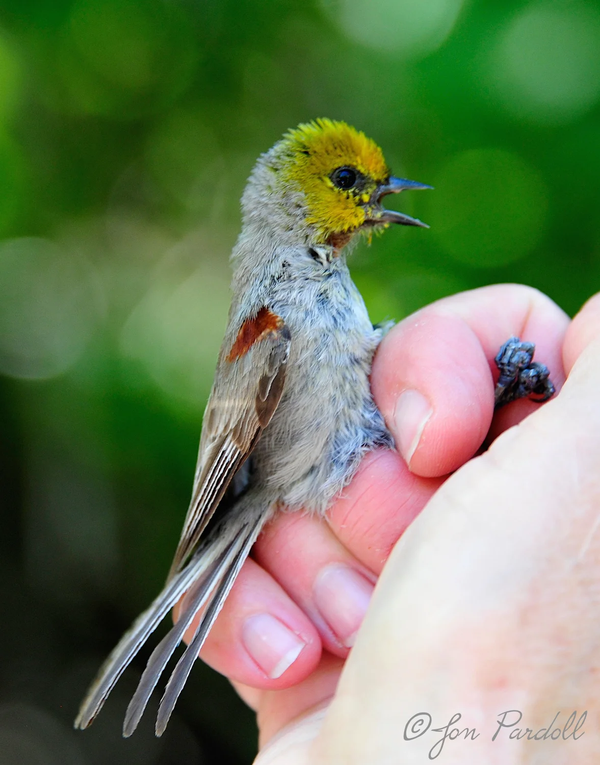 This is a fledging verdin who, hopefully, will be caught and studied over its lifetime. Some birds at the Preserve are known to be at least six years old.