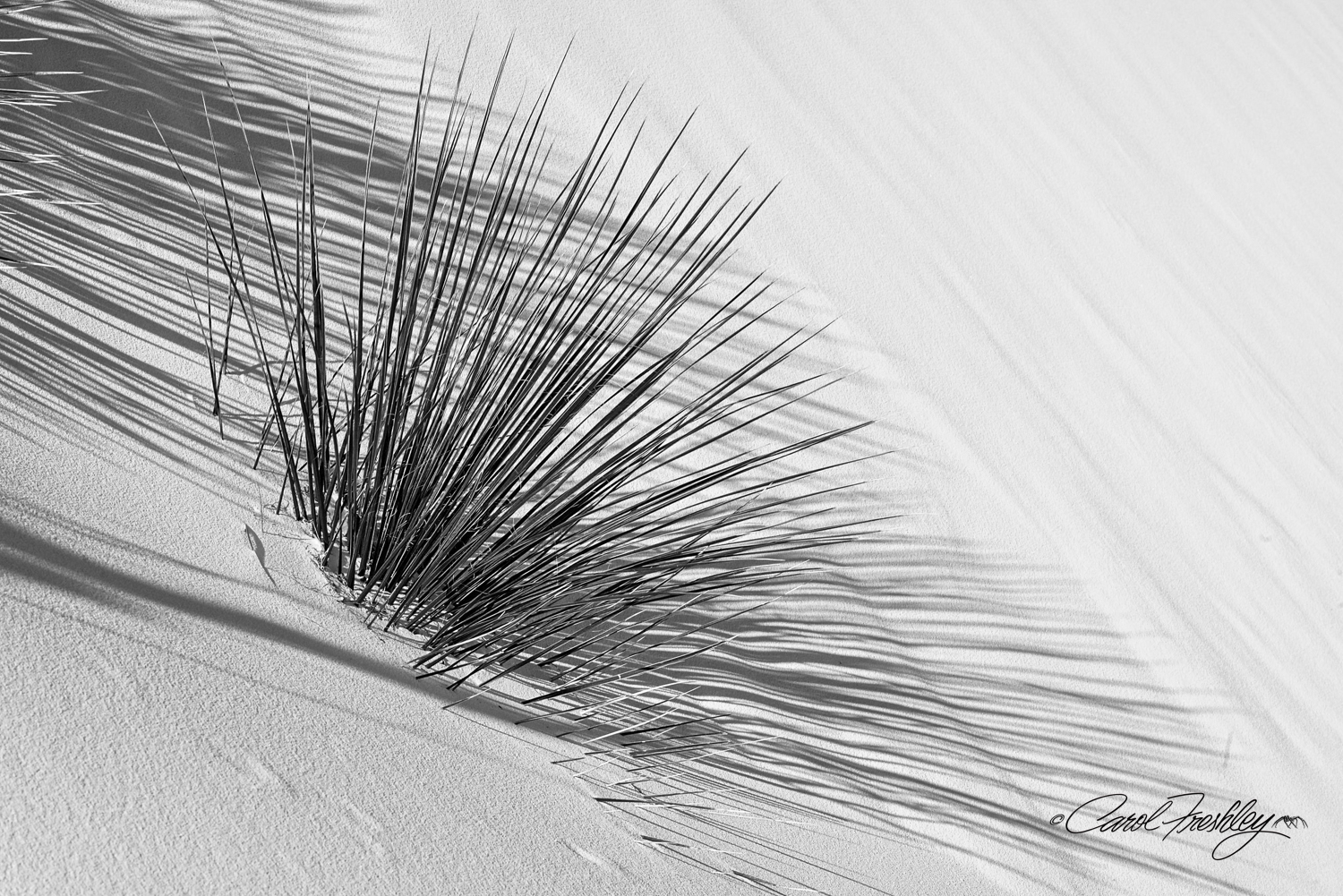 B&W White Sands-7.jpg