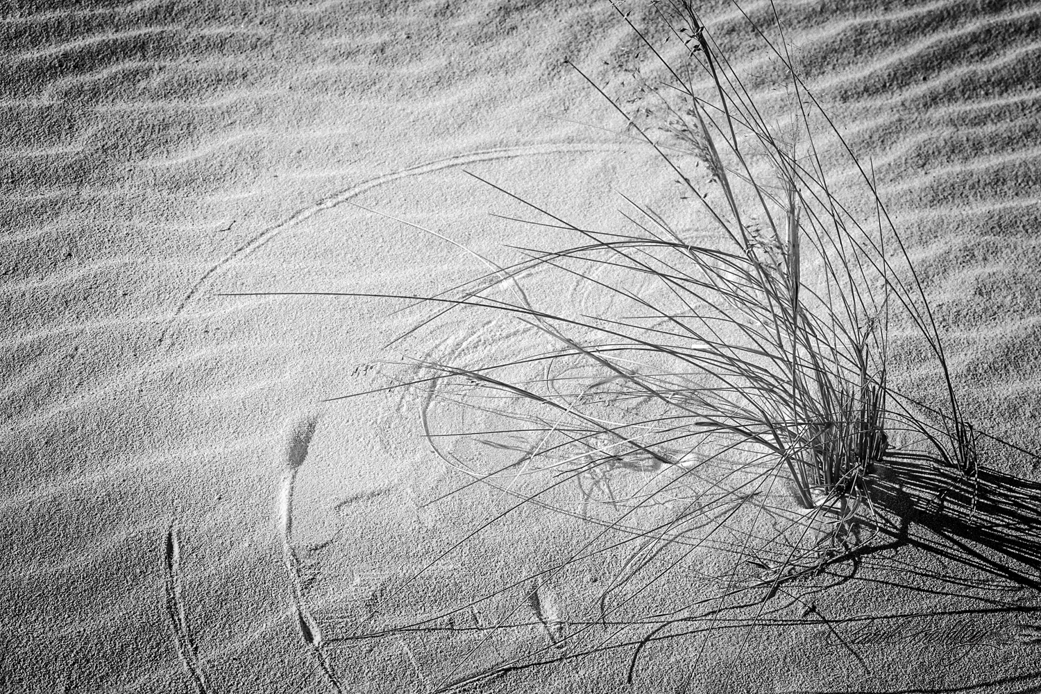 B&W White Sands-2.jpg