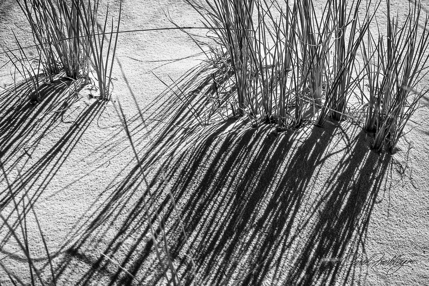 B&W White Sands-10.jpg
