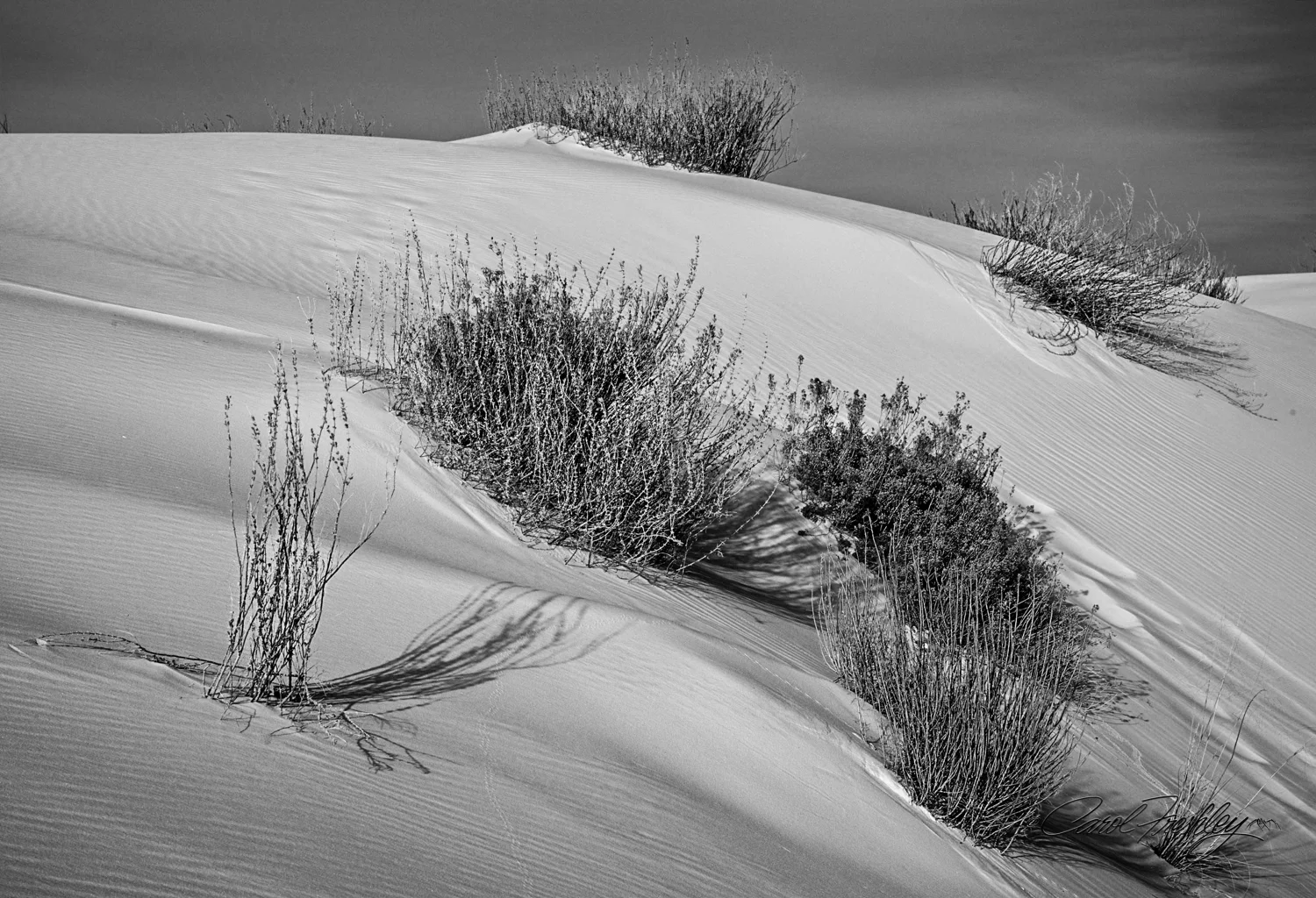B&W White Sands-119.jpg