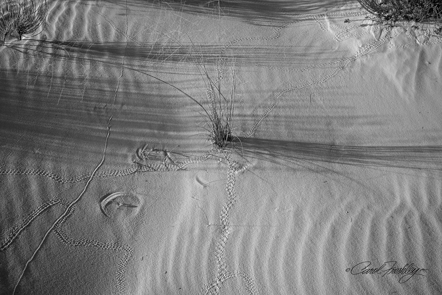 B&W White Sands-121-2.jpg