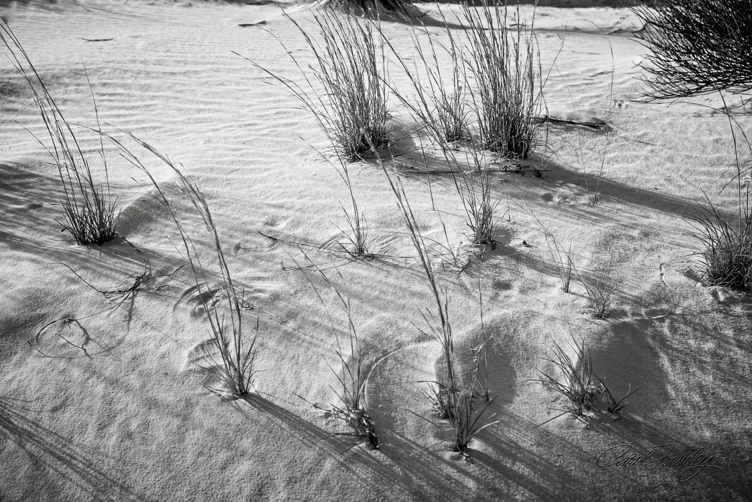 B&W White Sands-122.jpg