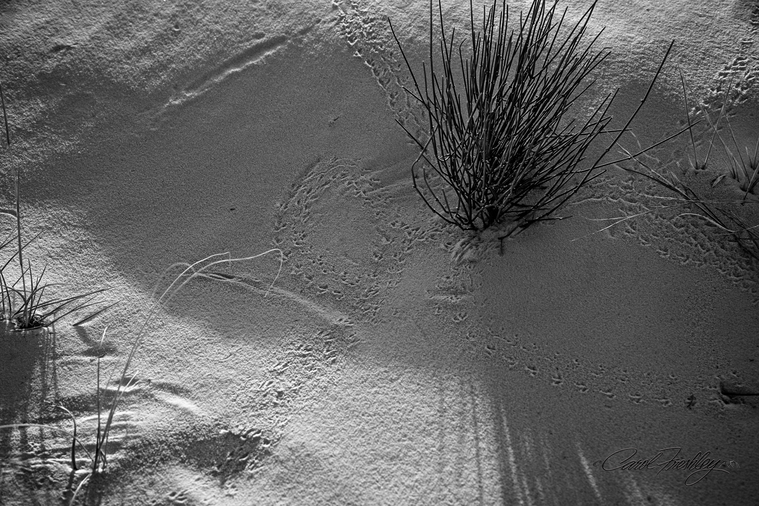B&W White Sands-124.jpg