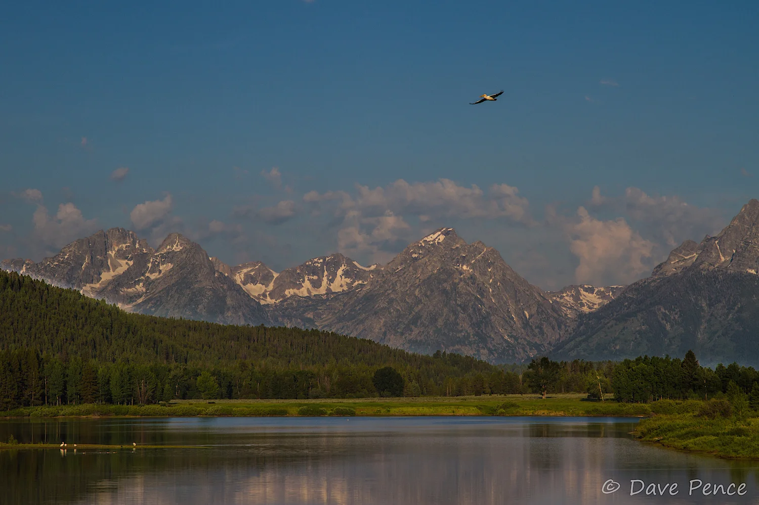 Dave wrote that these were pelicans! In the Tetons? Amazing.