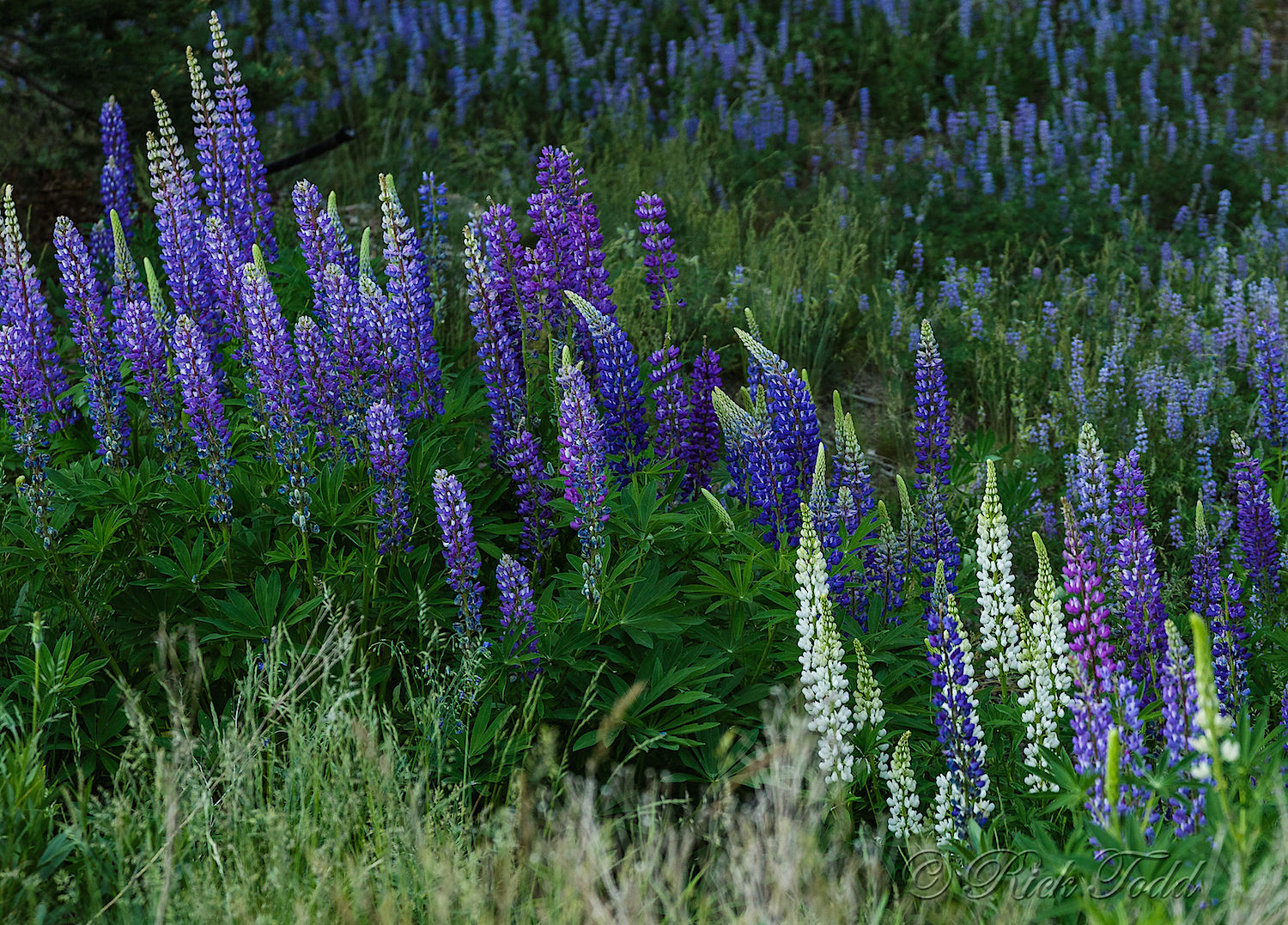 Lupines everywhere!