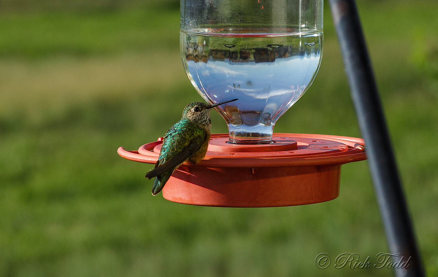 Rick wrote that there was a hummingbirds frenzy at this feeder. Lucky one sat still just long enough for a good shot.