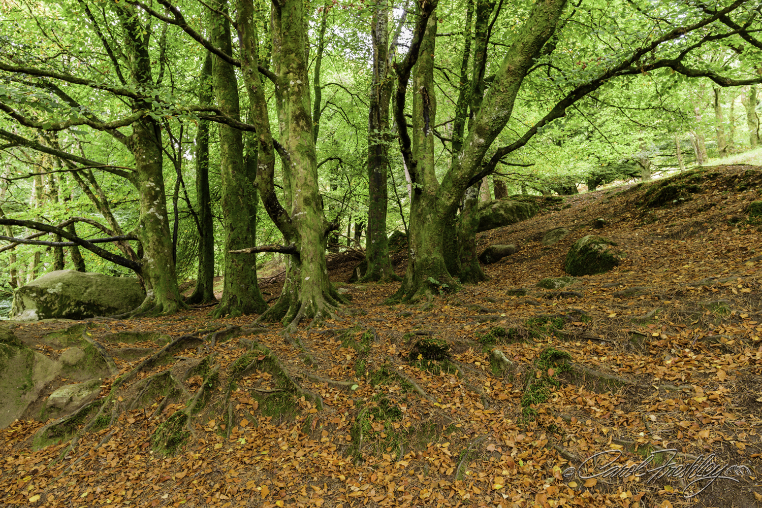 When I used to think of Irish 'green' I thought of it as a special color, some hue that is decidedly different than all the other greens. Now that I have been to Ireland I have a different perspective. Irish green refers to having everything green, everywhere, intense, unbelievable 'in your face' GREEN. It is a green that when you open your file, with no edits or changes you think to yourself, "Nobody is going to believe that this image is NOT cooked!"