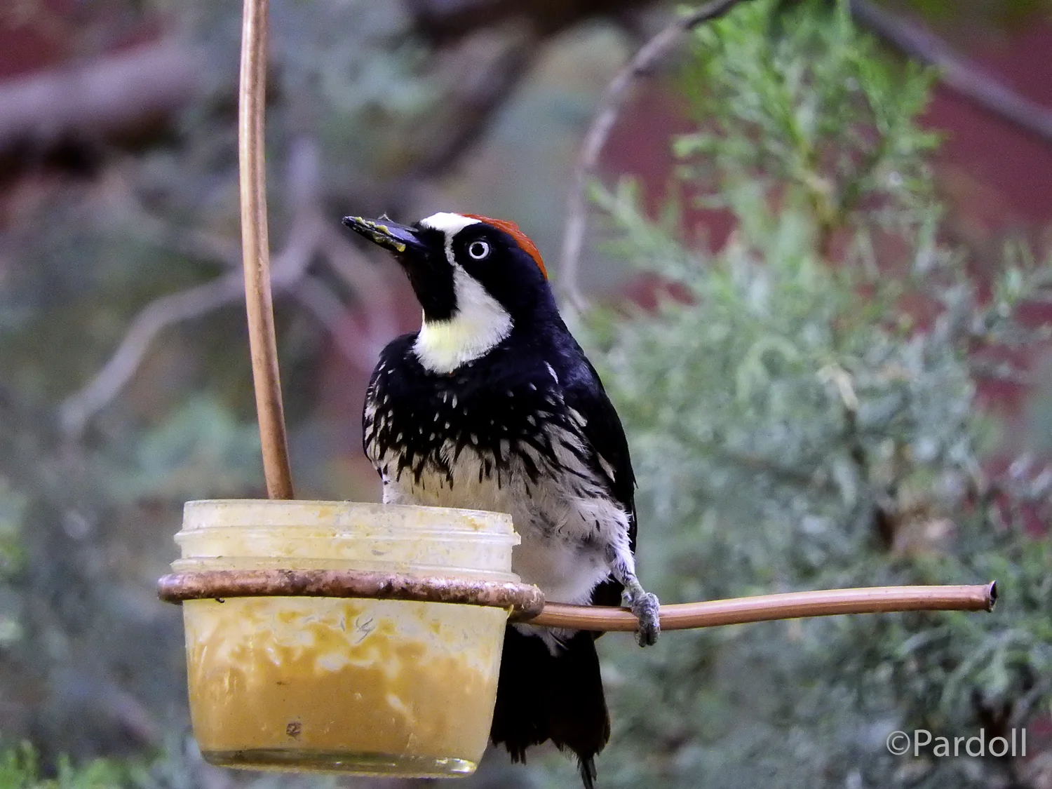 Acorn woodpecker