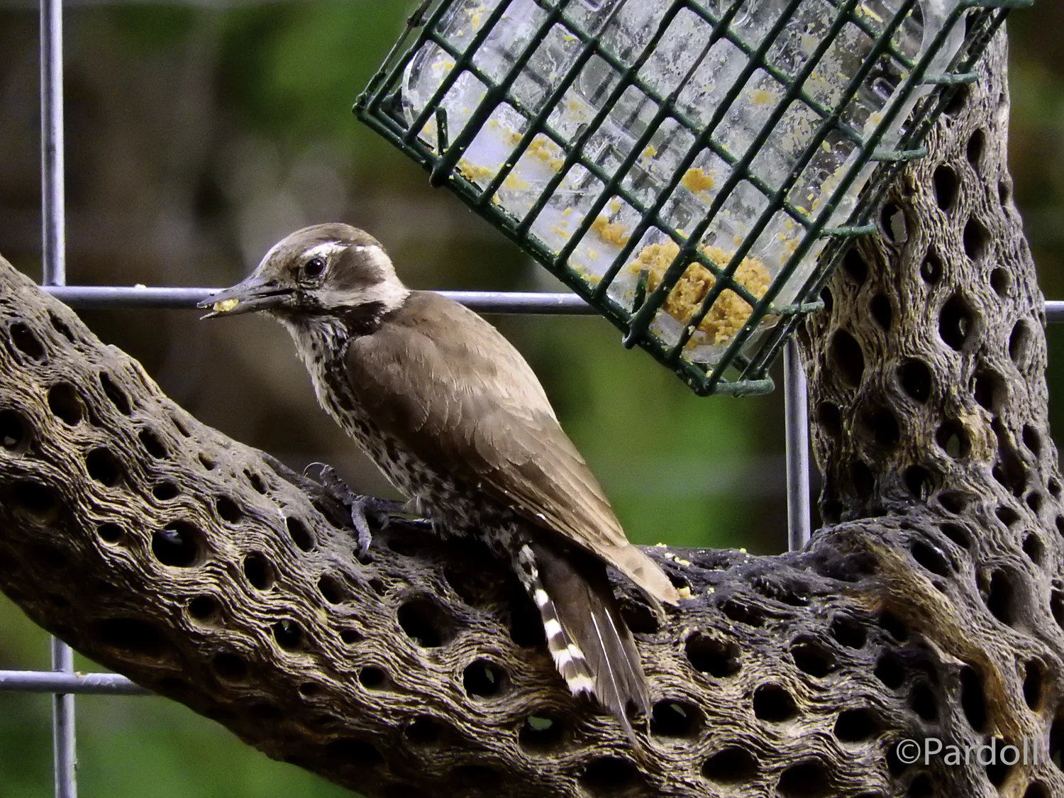 Arizona woodpecker