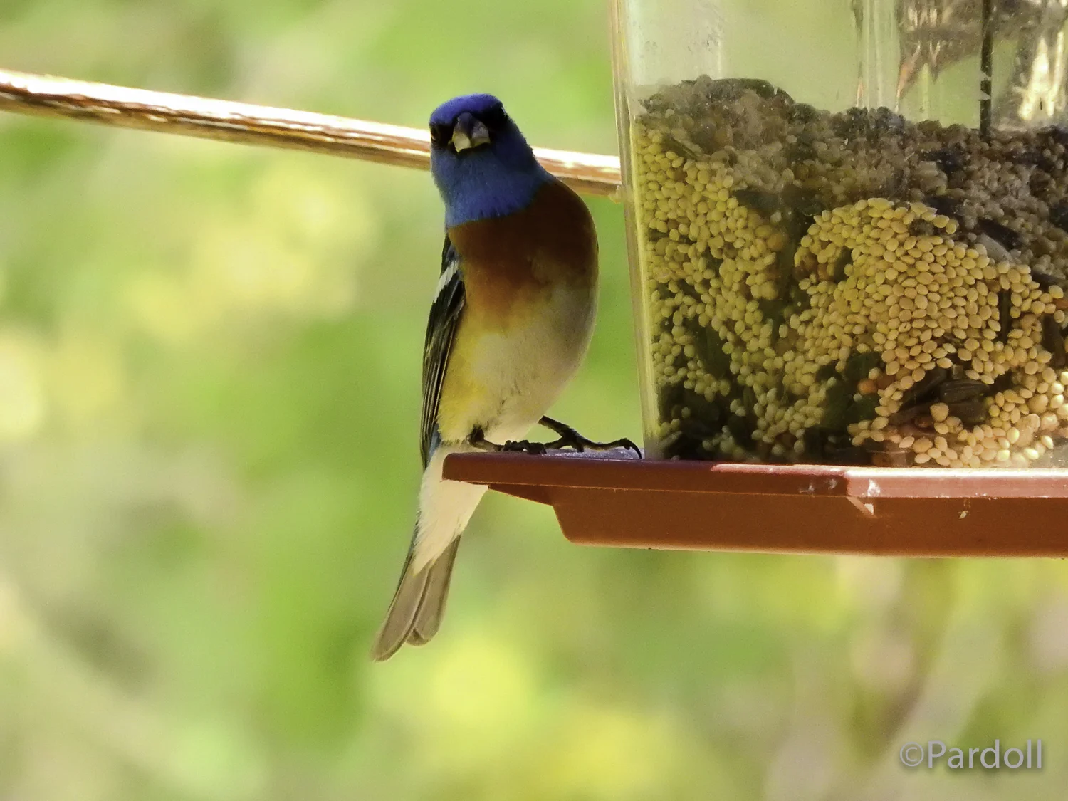 Lazuli Bunting