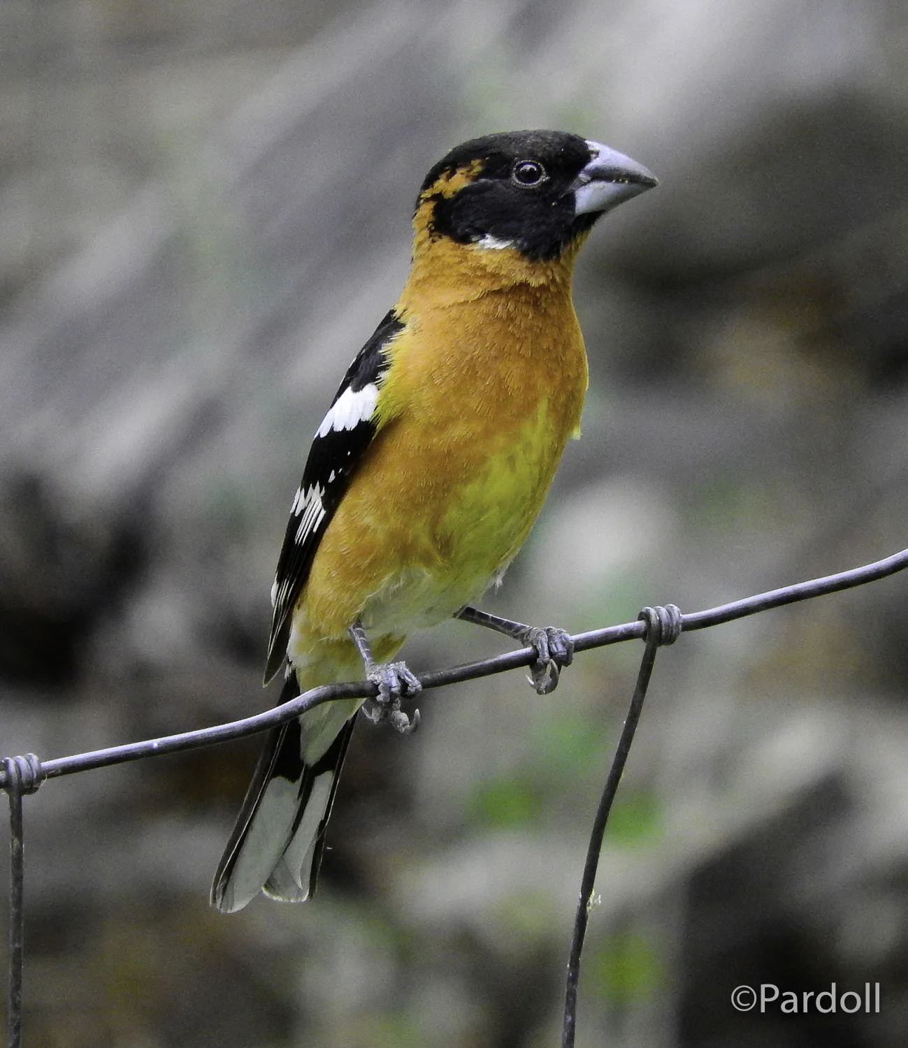 Blackheaded grosbeak