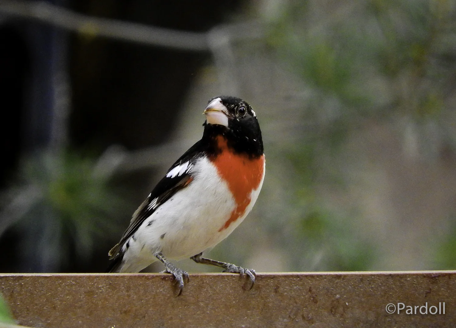 Rose-breasted grosbeak