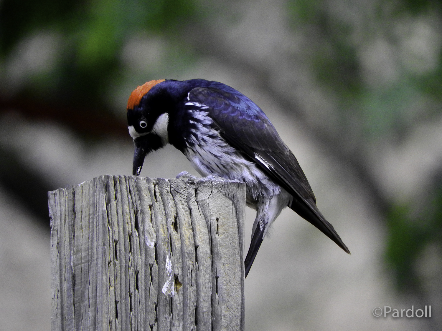 Acorn woodpecker