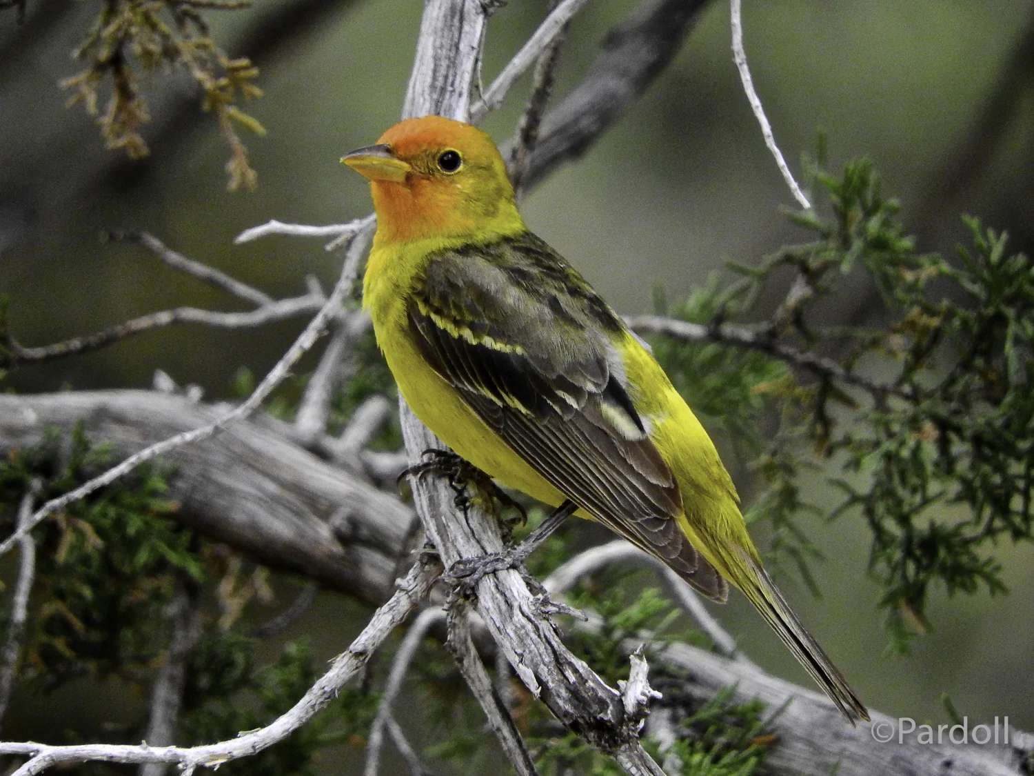 Western Tananger---
non breeding male