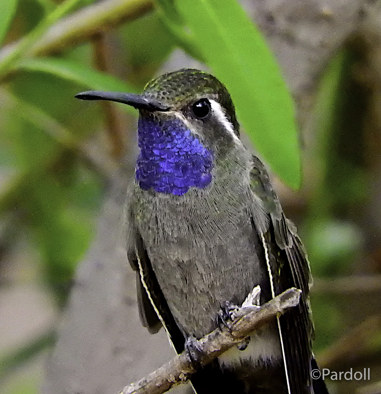Blue throated hummer