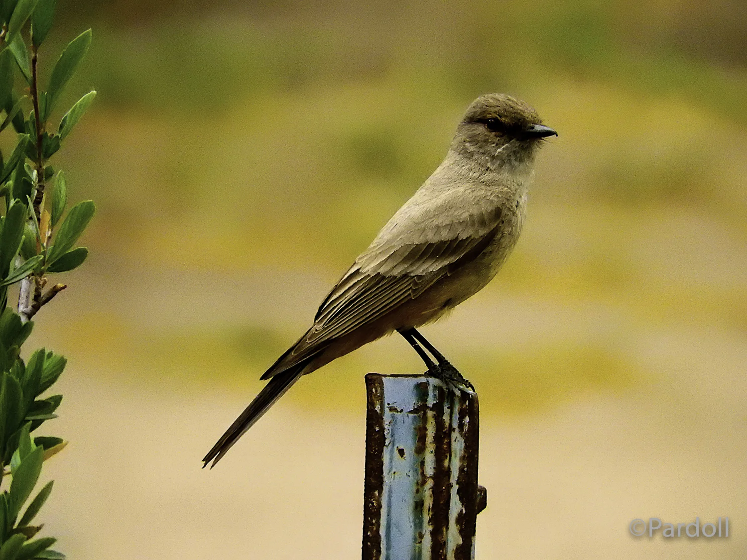 Say's phoebe