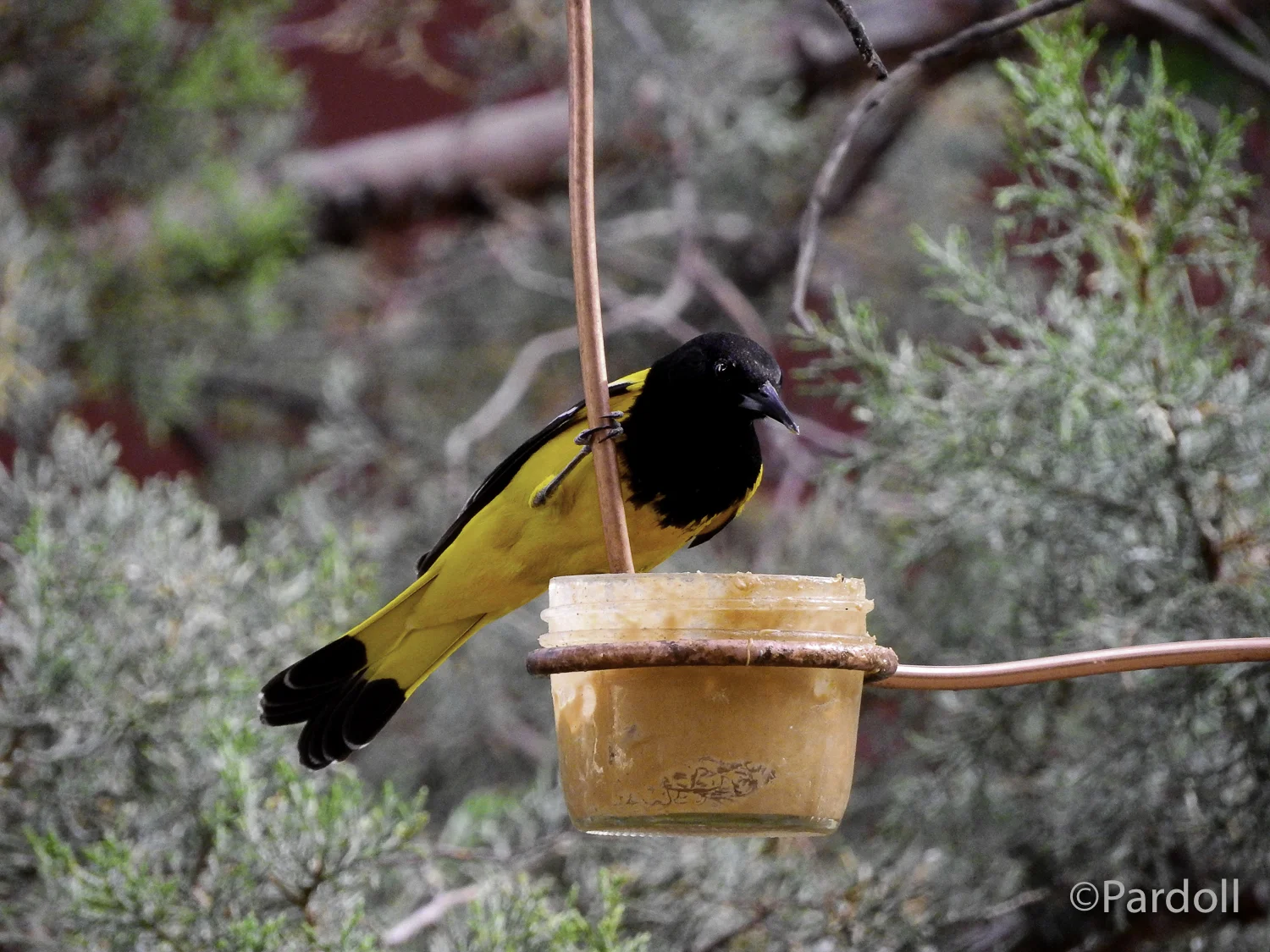 Scotts Oriole