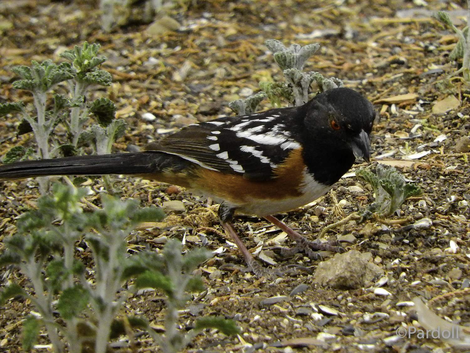 spotted towhee