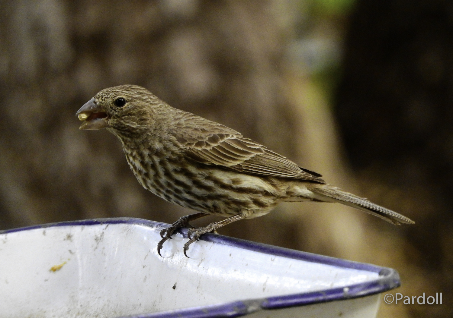 Lark Bunting