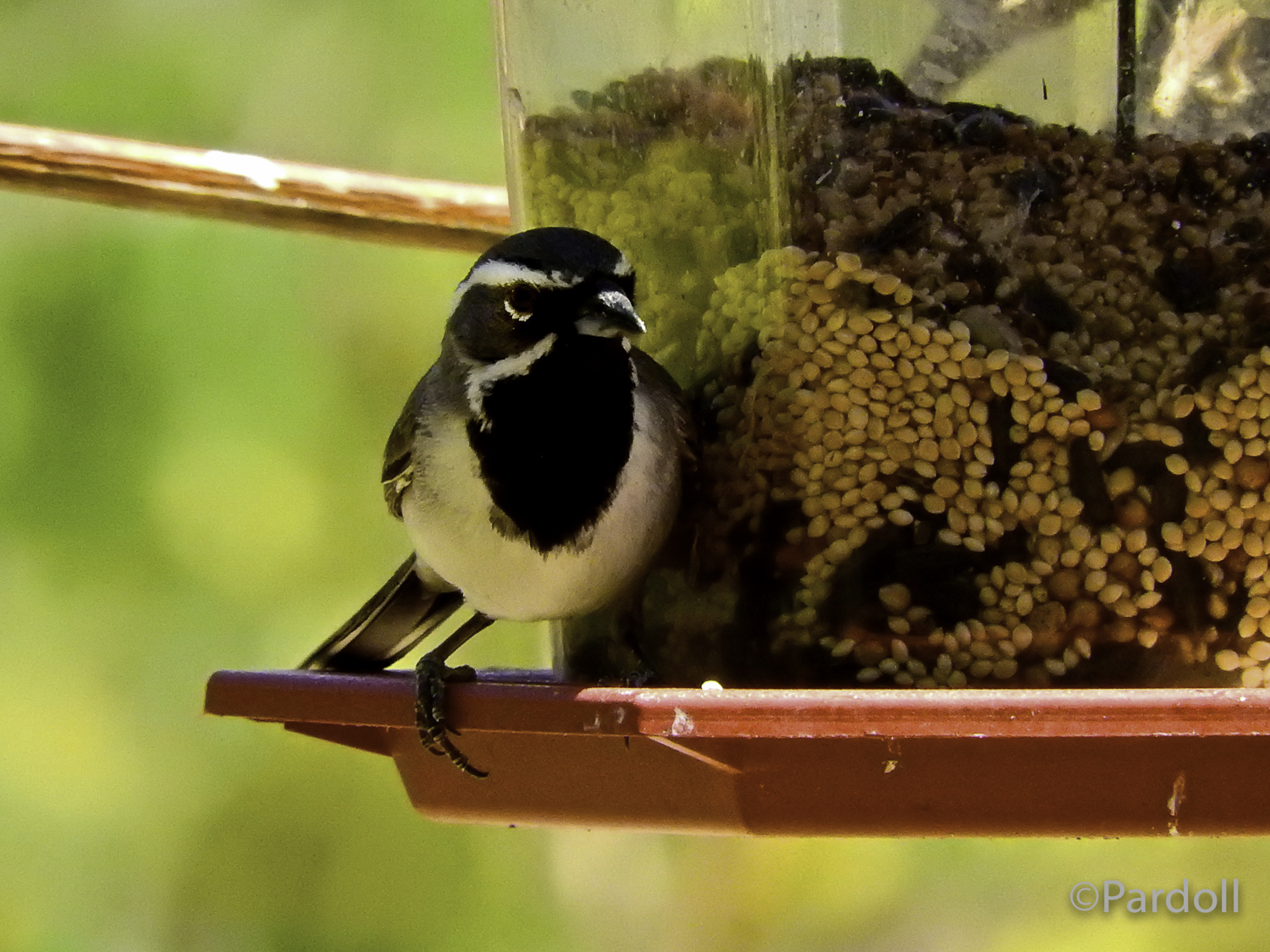 Black throated sparrow