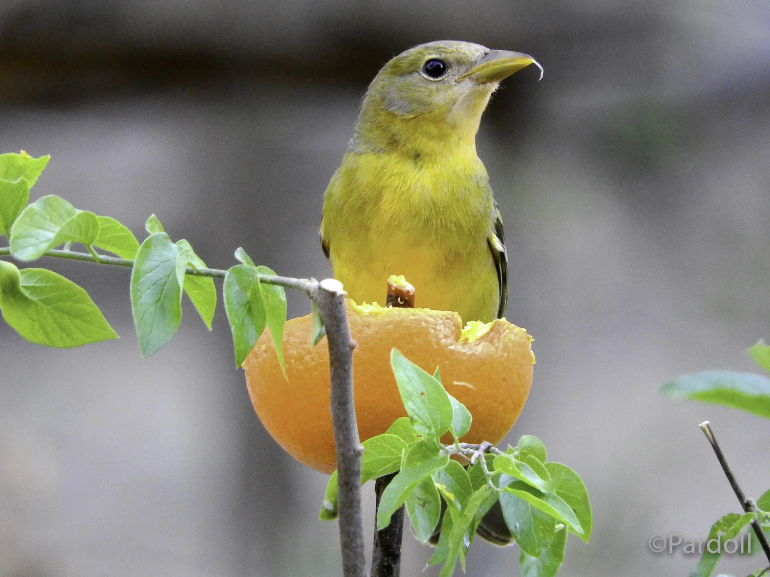 Western tanager
