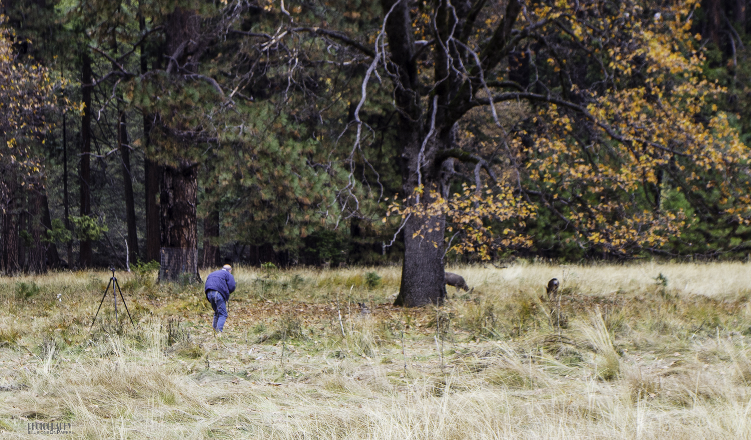 Tom slowly stalking three deer.