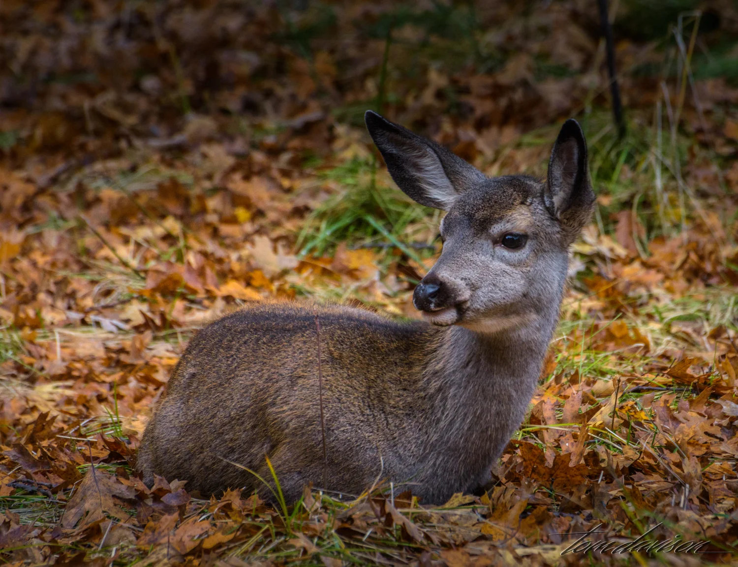 He got within 15 feet of this young deer.