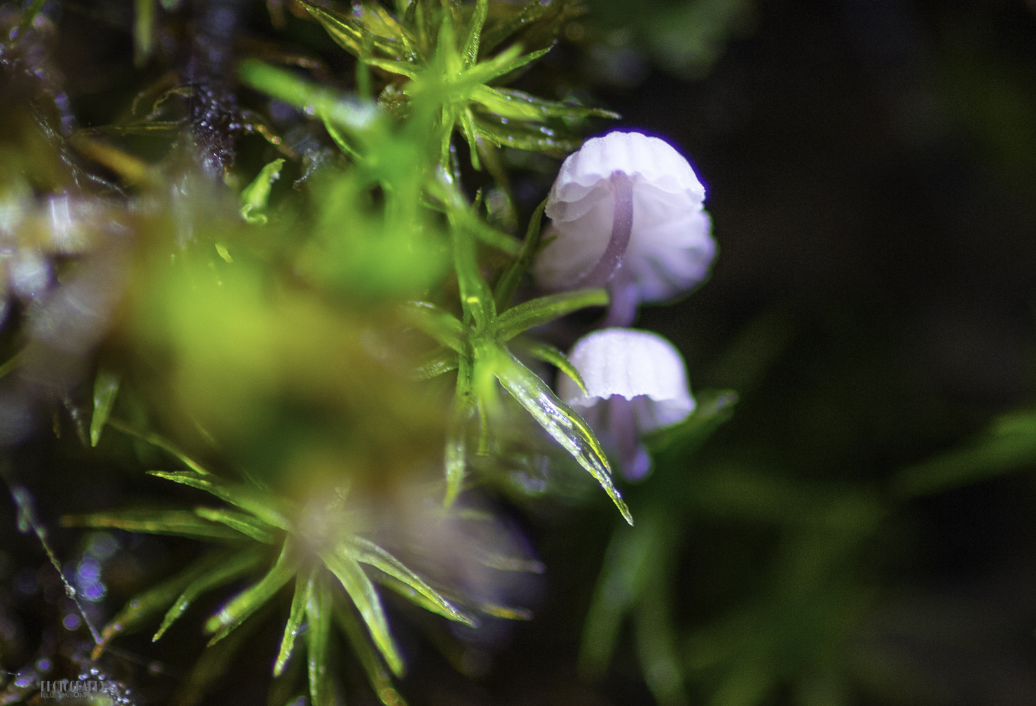 These mushrooms are about the size of half a pin head! They were spotted by Steve as he was getting some macro images of the moss on a tree.
