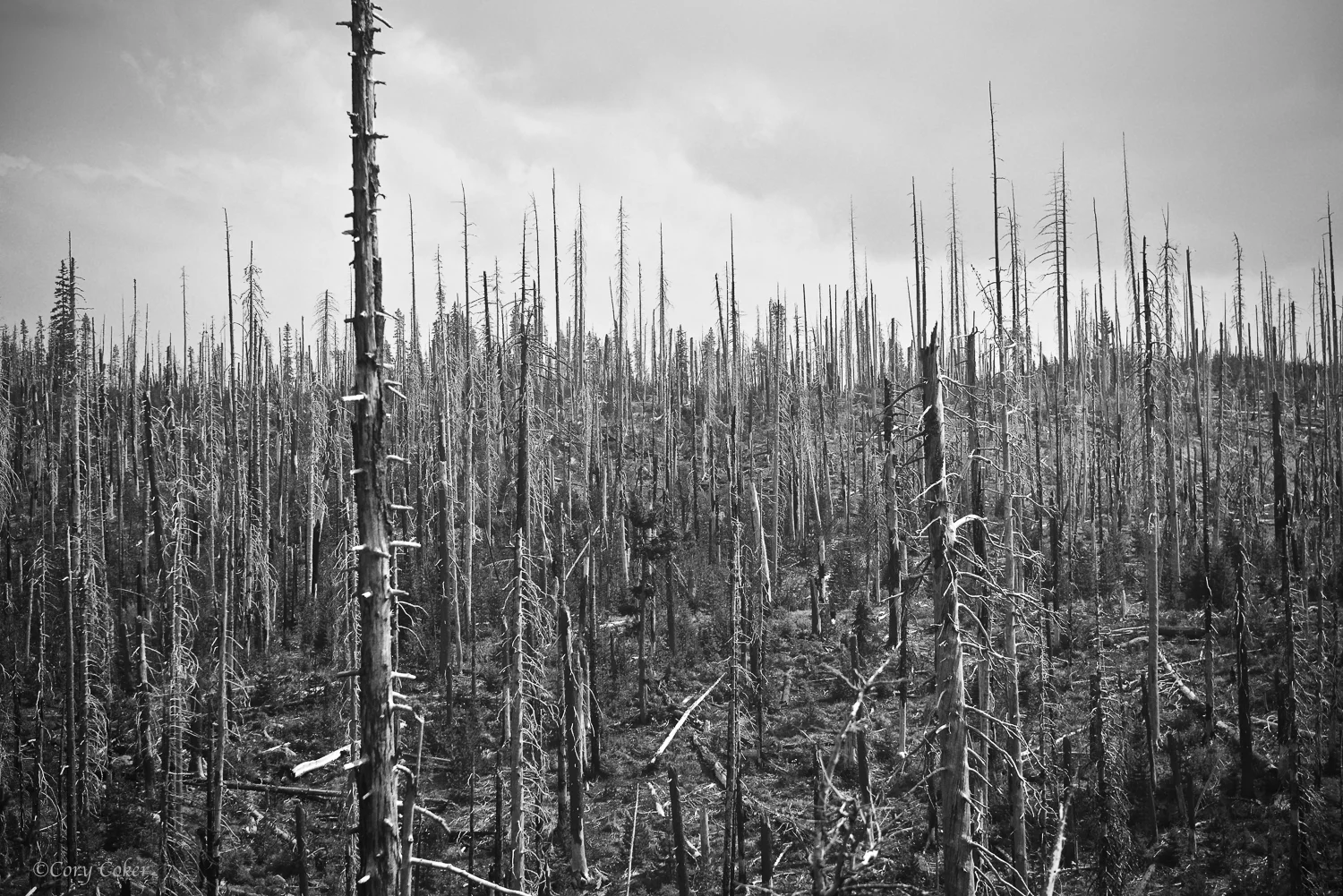 I looked at this photograph for a long time. Sobering.