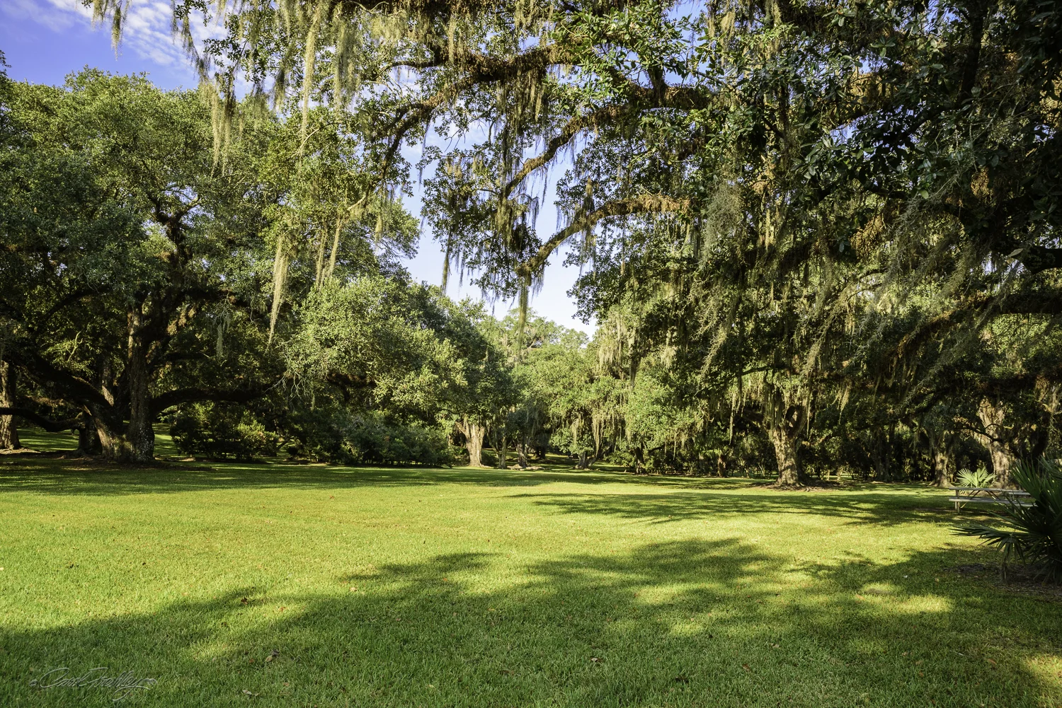 Avery Island-1.jpg