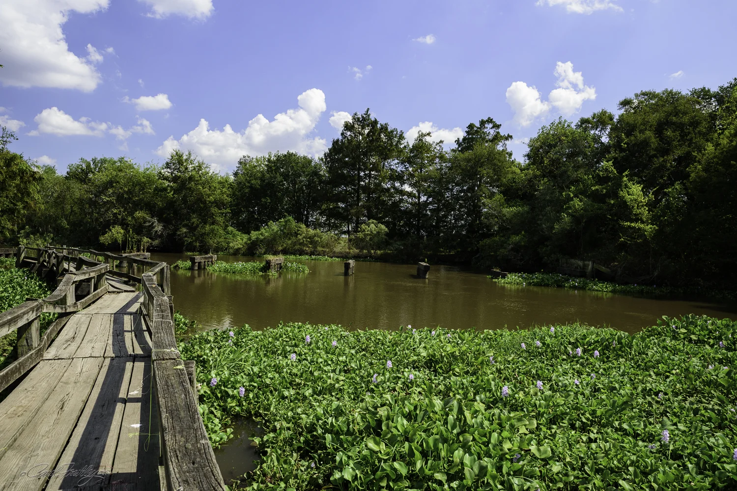 Avery Island-36.jpg