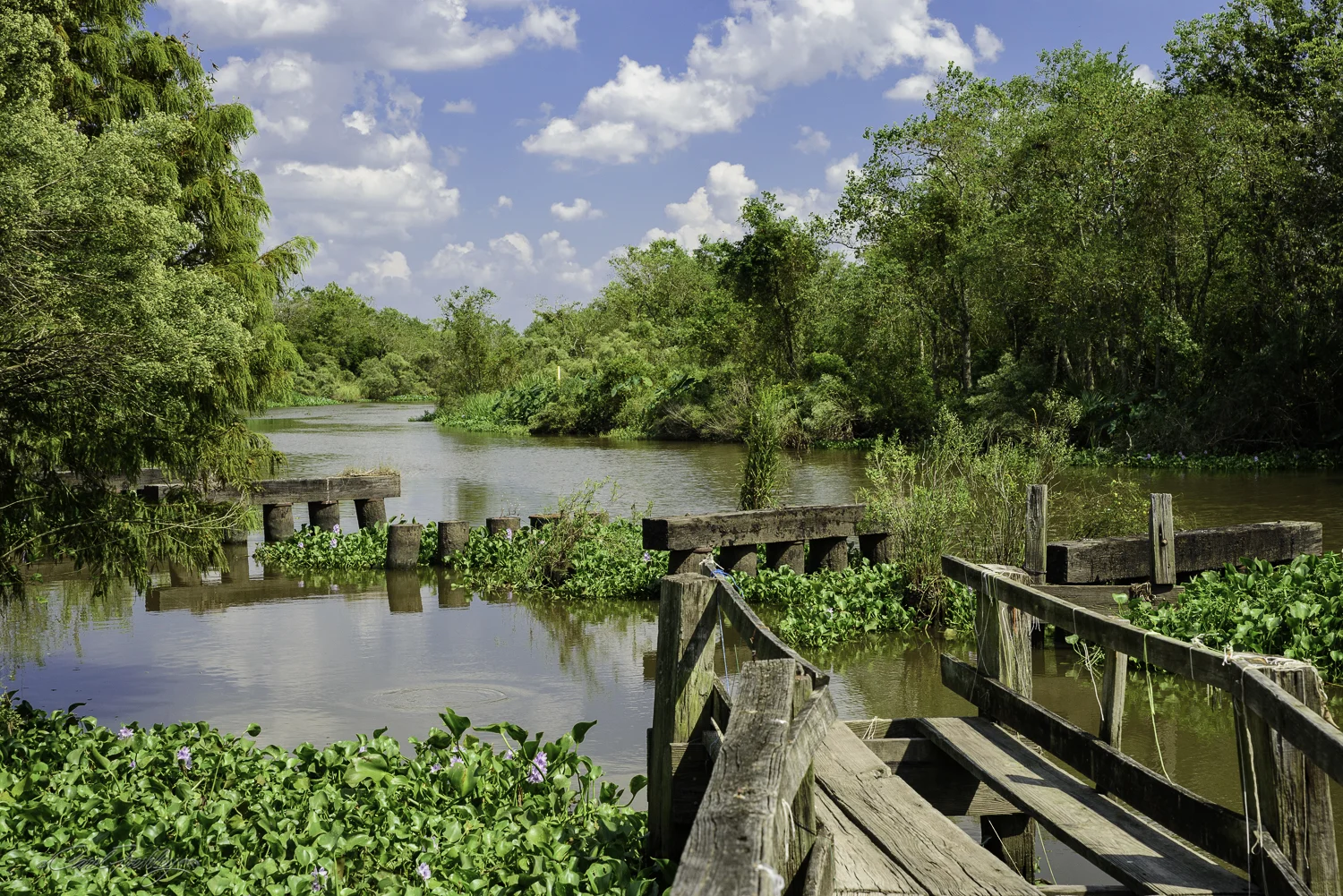 Avery Island-38.jpg