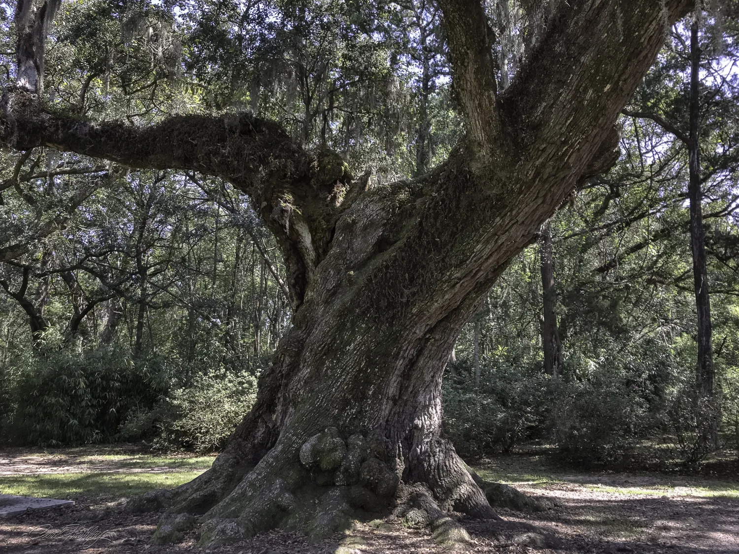 This tree is over 300 years old and is called the Cleveland Oak, named after President Grover Cleveland. In 1891, Cleveland traveled to Louisiana to stay with his friend Joe Jefferson, the actor of Rip Van Winkle fame, who owned Jefferson Island. He visited Avery Island at that time and is reputed to have hugged this old oak tree. So, it was named in his honor.