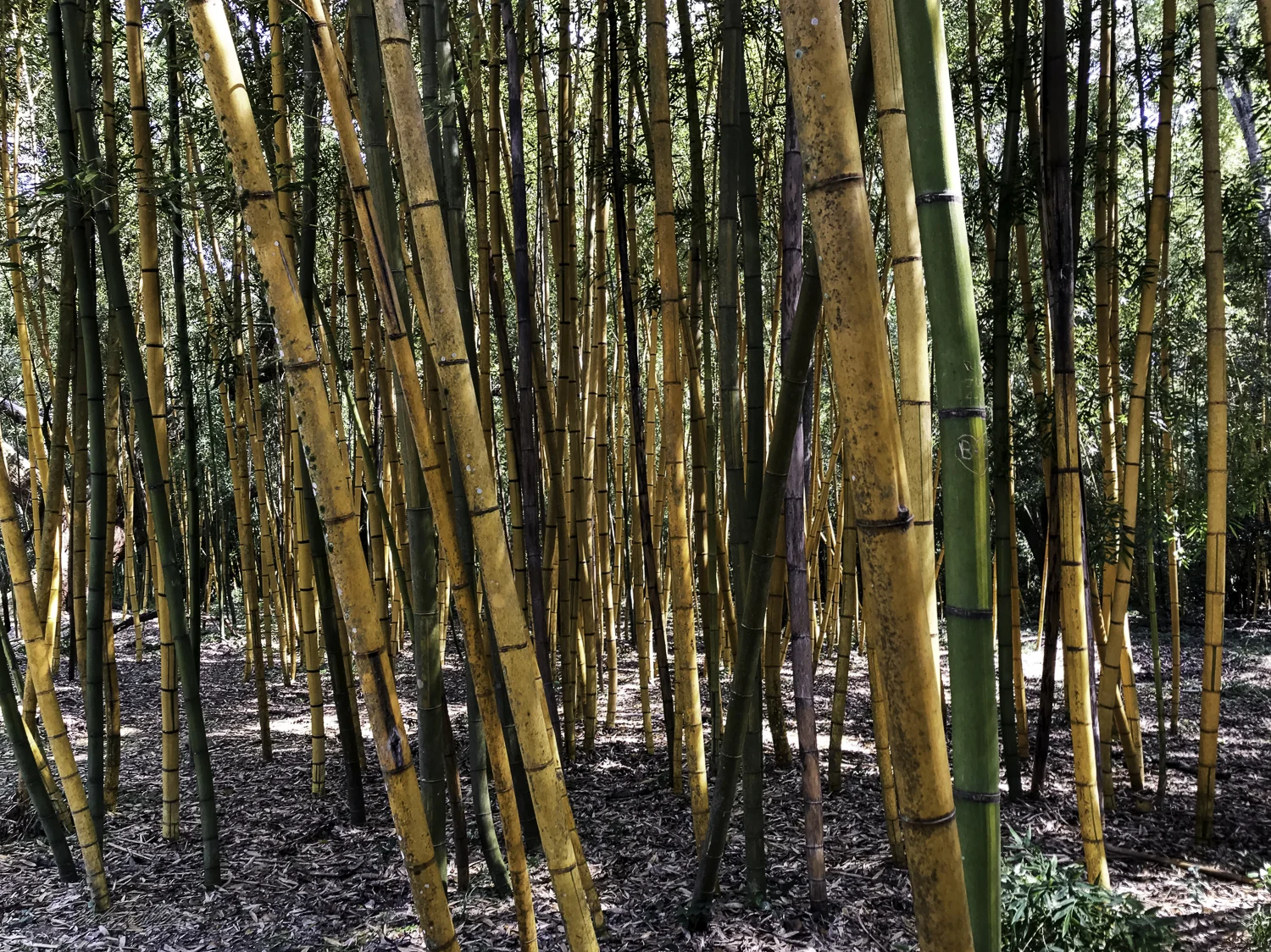 Bamboo is quick growing and can reach mature size in one year. It is a commercial plant that grows well on the island.