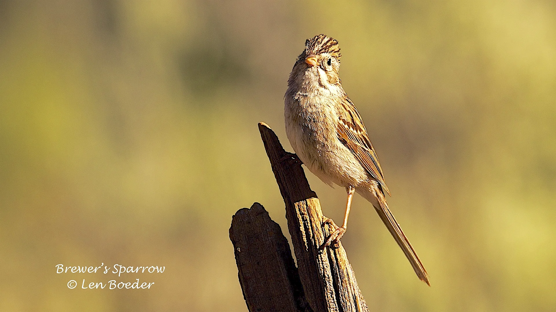 Brewer's Sparrow 992.jpg