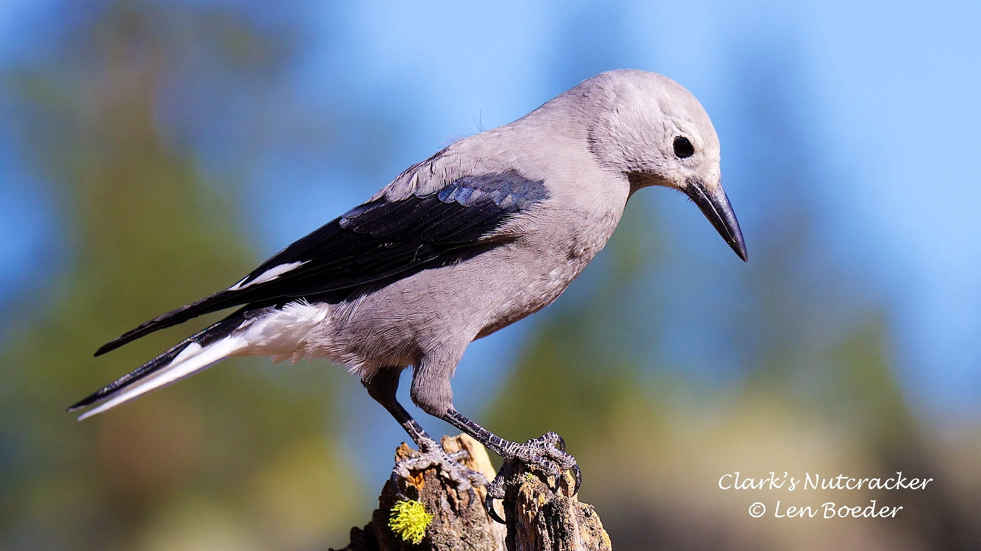Clark's Nutcracker 1049.jpg