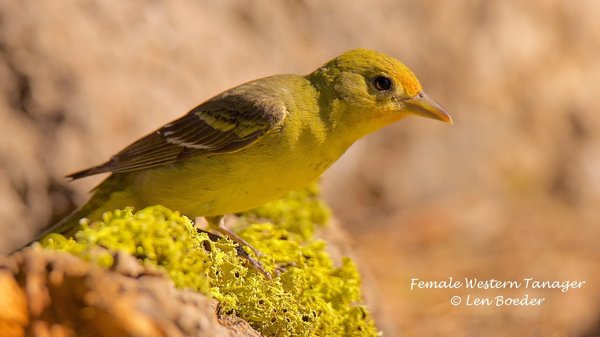 Female Western Tanager 1051.jpg
