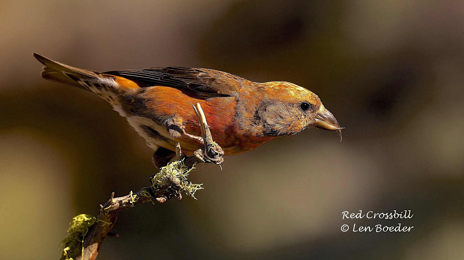 Red Crossbill 1003.jpg