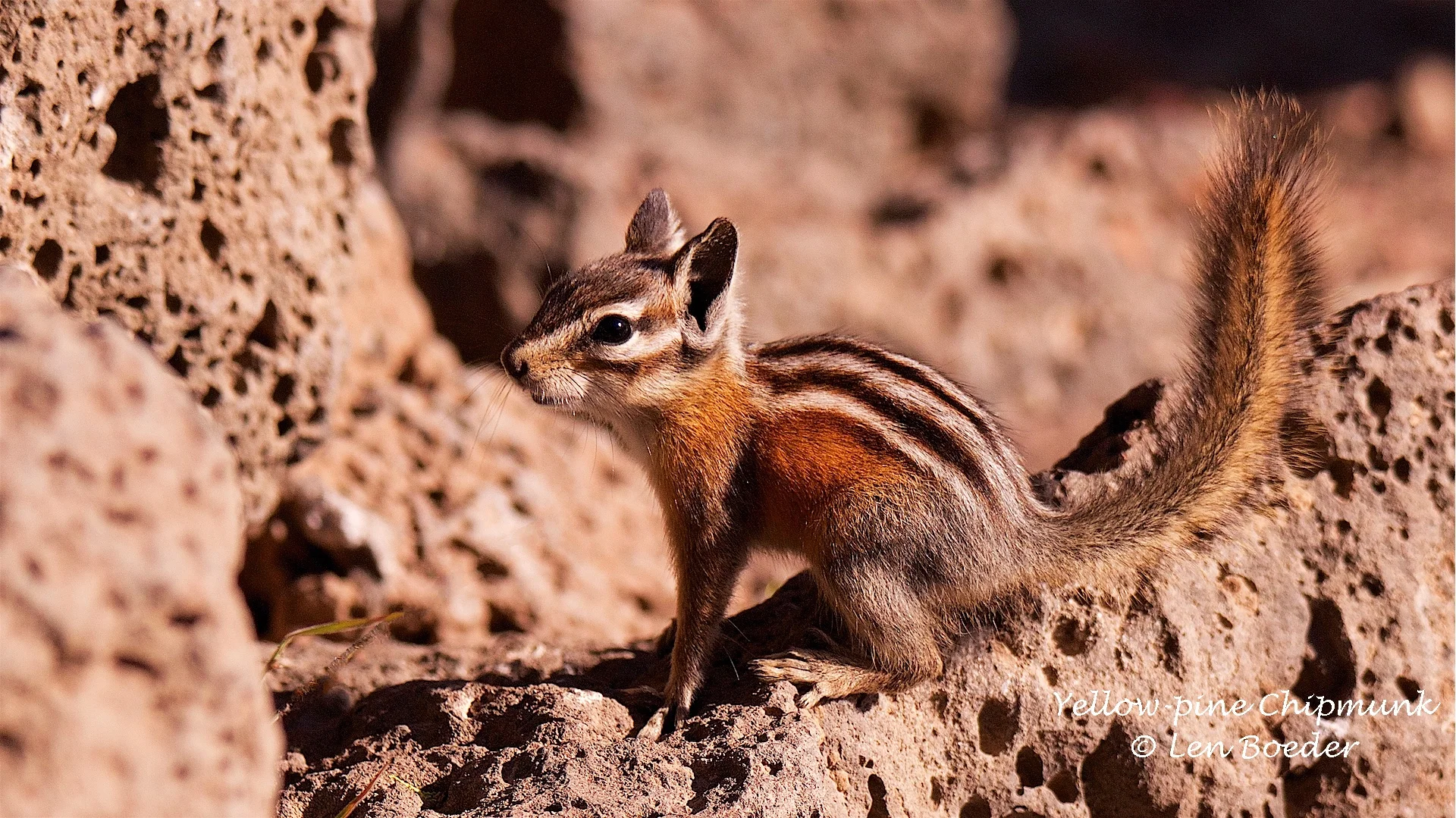 Yellow-pine Chipmunk 1052.jpg